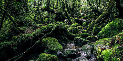 屋久島