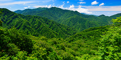 白神山地